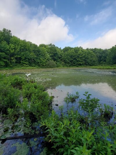 Blue Heron Pond - Staten Island, NY