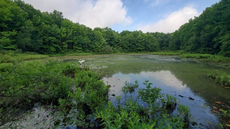 Blue Heron Pond - Staten Island, NY