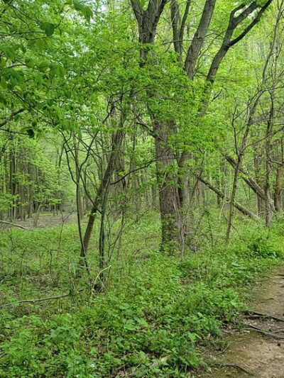 Blue Heron Pond - Staten Island, NY