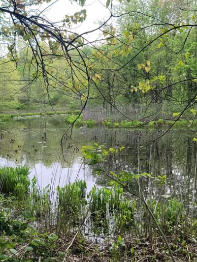 Blue Heron Pond - Staten Island, NY