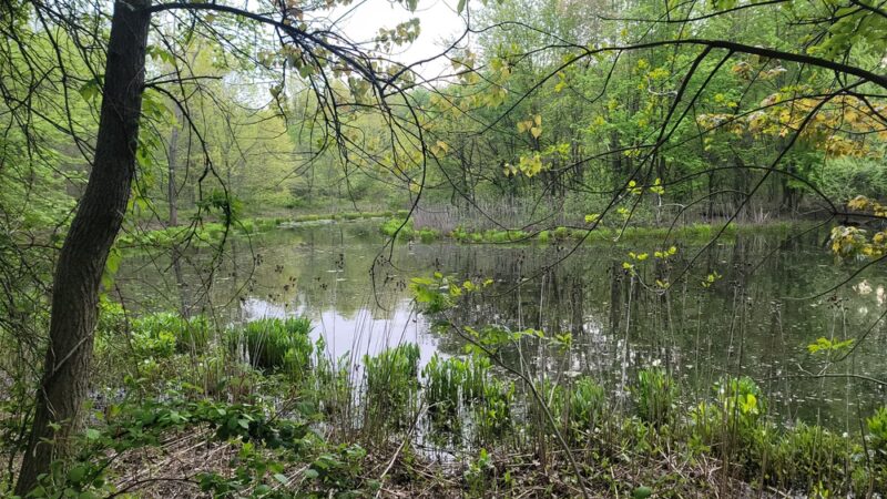 Blue Heron Pond - Staten Island, NY