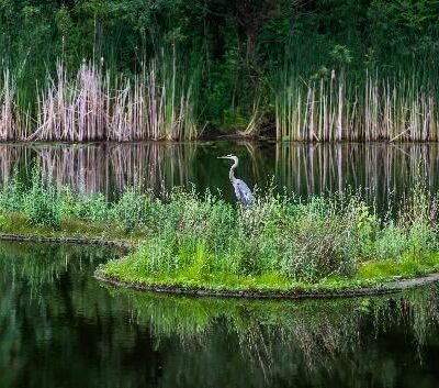 Blue Heron Pond - Staten Island, NY