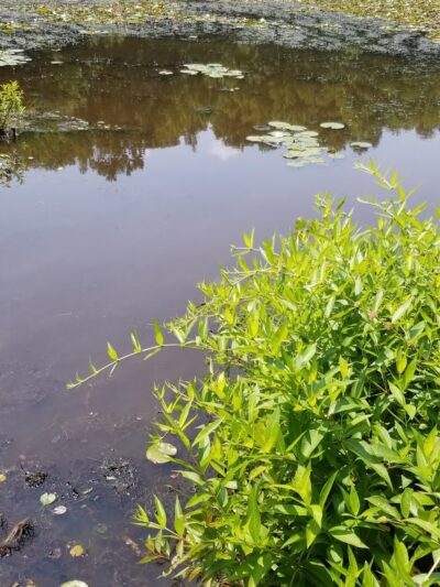 Blue Heron Pond - Staten Island, NY
