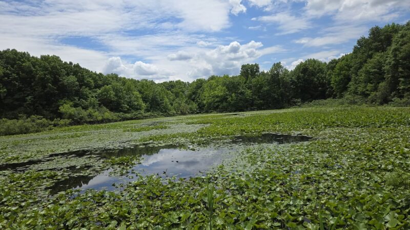 Clay Pit Ponds State Park - Staten Island, NY