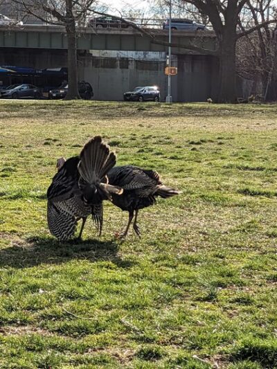 Gaeta Park - Staten Island, NY