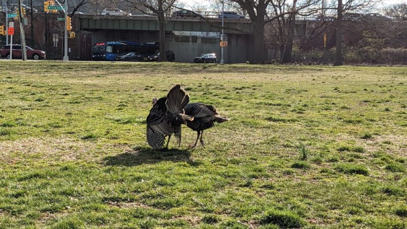 Gaeta Park - Staten Island, NY