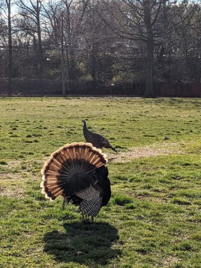 Gaeta Park - Staten Island, NY