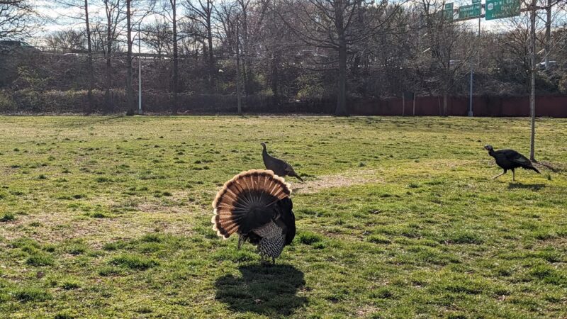 Gaeta Park - Staten Island, NY