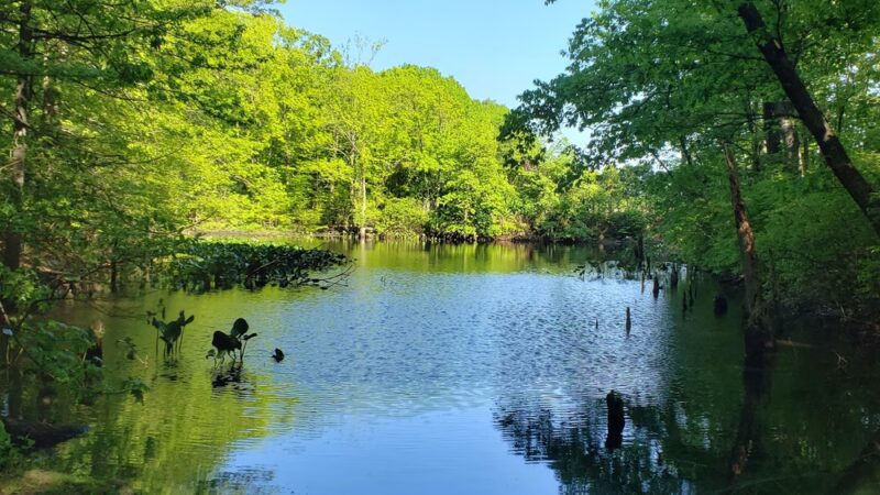 Greenbelt Conservancy Headquarters (High Rock Park) - Staten Island, NY