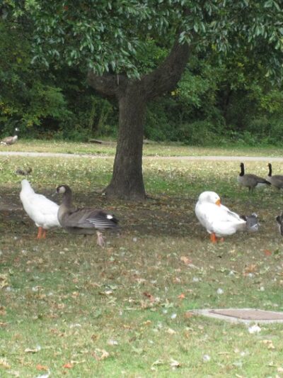 Greenbelt Conservancy Headquarters (High Rock Park) - Staten Island, NY