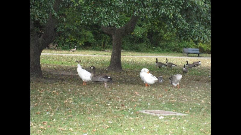 Greenbelt Conservancy Headquarters (High Rock Park) - Staten Island, NY