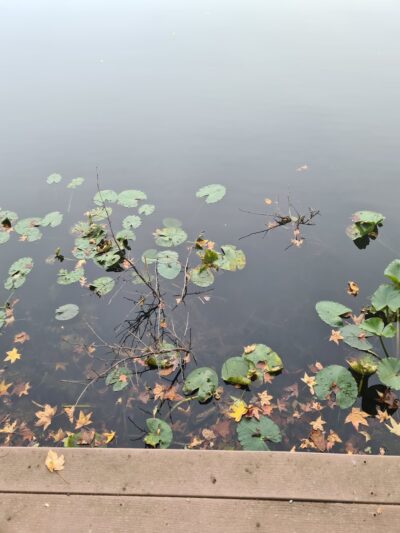 Greenbelt Conservancy Headquarters (High Rock Park) - Staten Island, NY