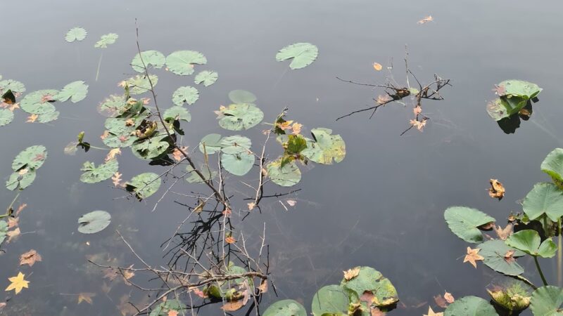 Greenbelt Conservancy Headquarters (High Rock Park) - Staten Island, NY