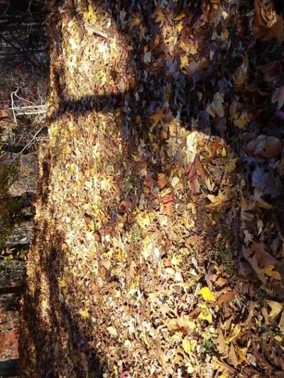 High Rock Park - Staten Island, NY