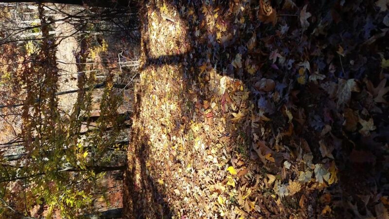 High Rock Park - Staten Island, NY