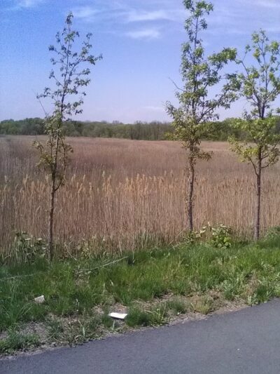 New Springville Greenway - Staten Island, NY