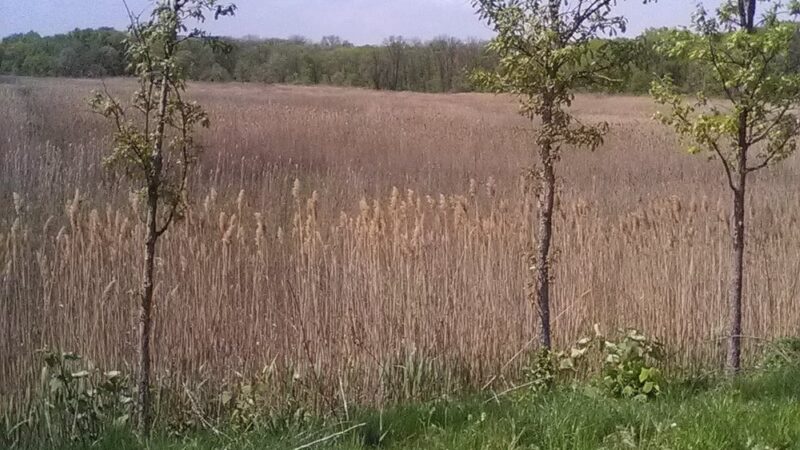 New Springville Greenway - Staten Island, NY