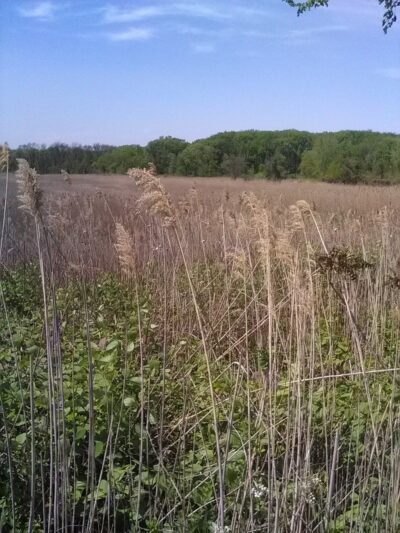 New Springville Greenway - Staten Island, NY