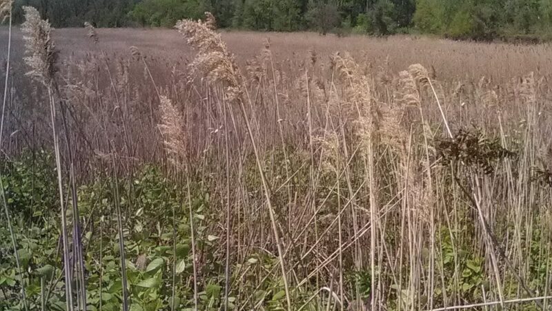 New Springville Greenway - Staten Island, NY
