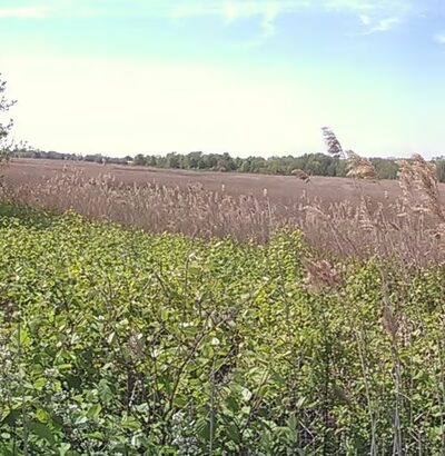 New Springville Greenway - Staten Island, NY