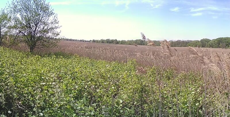 New Springville Greenway - Staten Island, NY