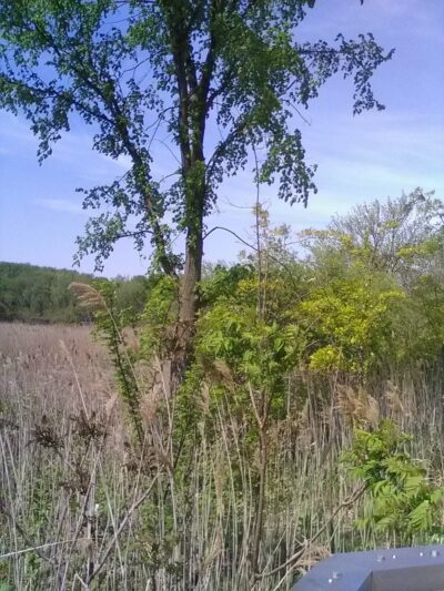New Springville Greenway - Staten Island, NY