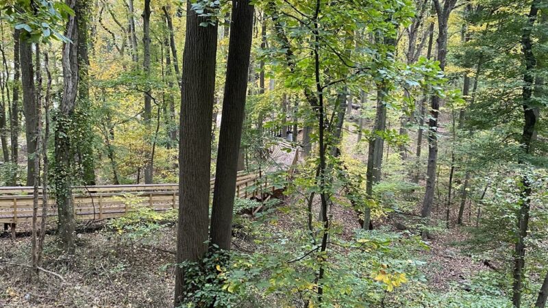 Saint Francis woodlands - Staten Island, NY
