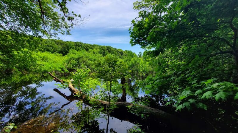Siedenburg Park - Staten Island, NY