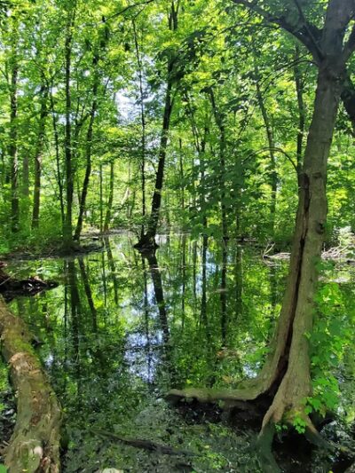 Siedenburg Park - Staten Island, NY