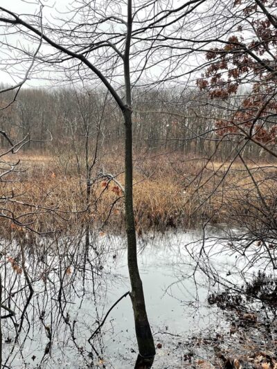Siedenburg Park - Staten Island, NY