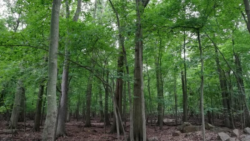 William T Davis Wildlife Refuge - Staten Island, NY