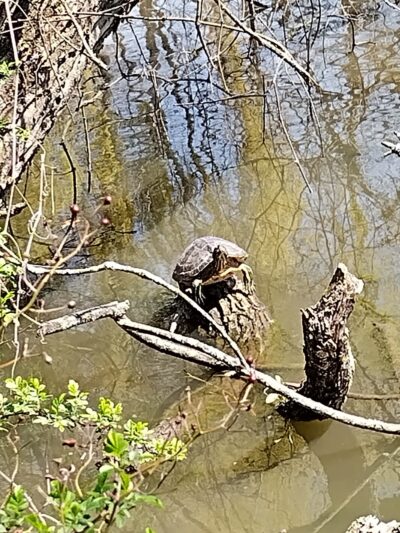 Willowbrook Park Softball Fields - Staten Island, NY