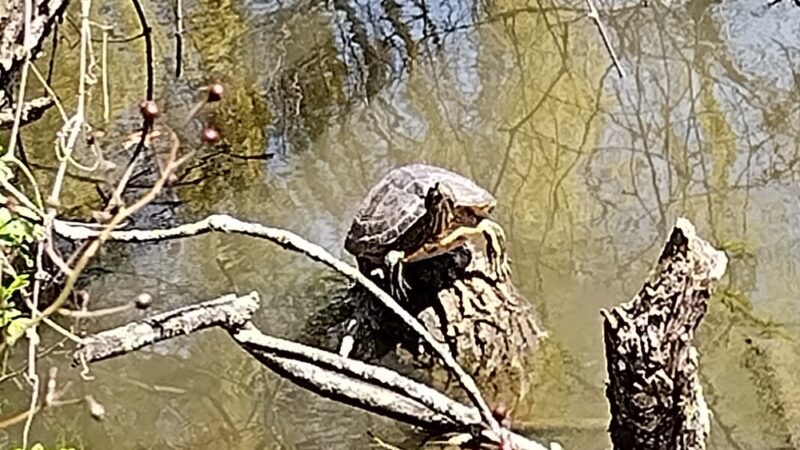 Willowbrook Park Softball Fields - Staten Island, NY