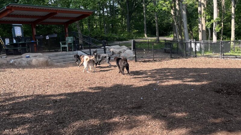 Wolfe Pond Dog Run - Staten Island, NY