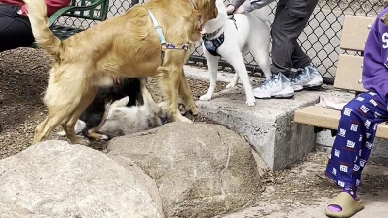 Wolfe Pond Dog Run - Staten Island, NY