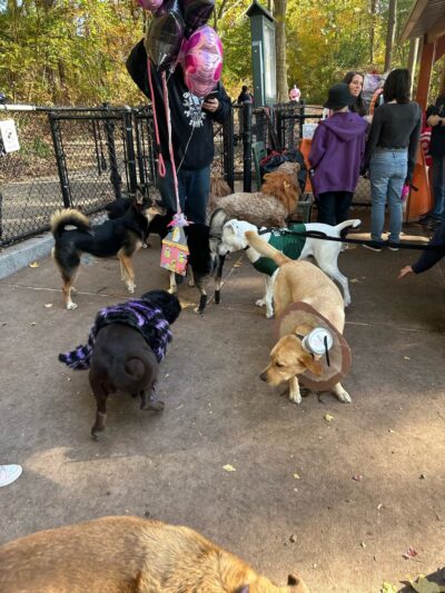 Wolfe Pond Dog Run - Staten Island, NY
