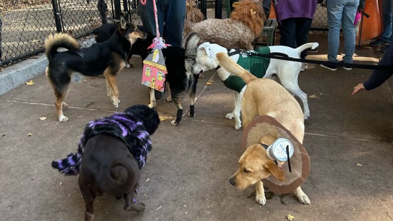 Wolfe Pond Dog Run - Staten Island, NY