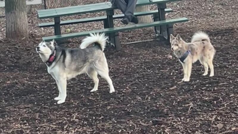 Wolfe Pond Dog Run - Staten Island, NY