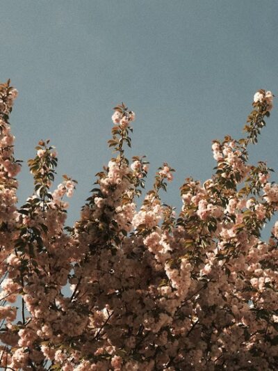 Annadale Green - Staten Island, NY