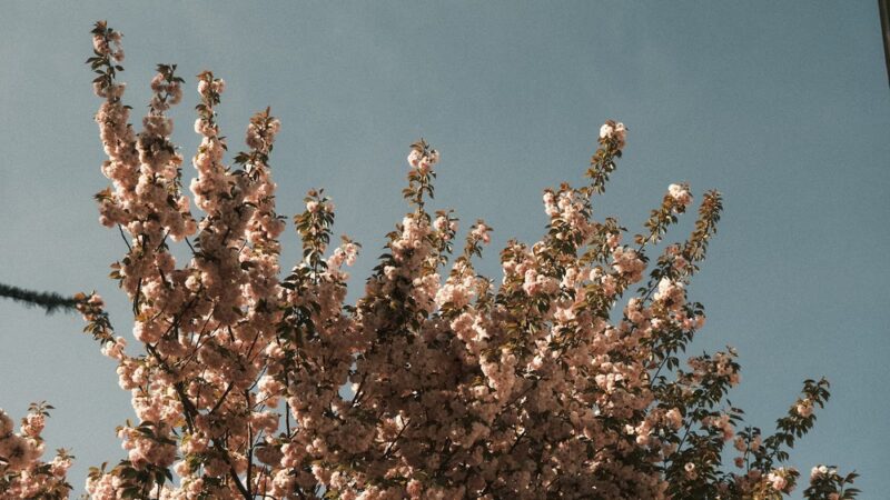 Annadale Green - Staten Island, NY