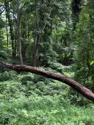Blood Root Valley - Staten Island, NY