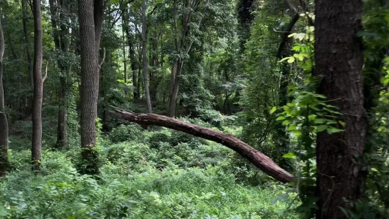Blood Root Valley - Staten Island, NY