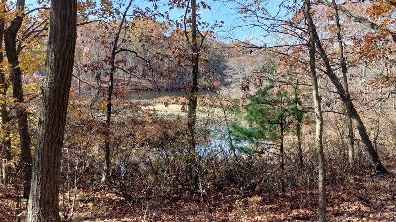 Blood Root Valley - Staten Island, NY