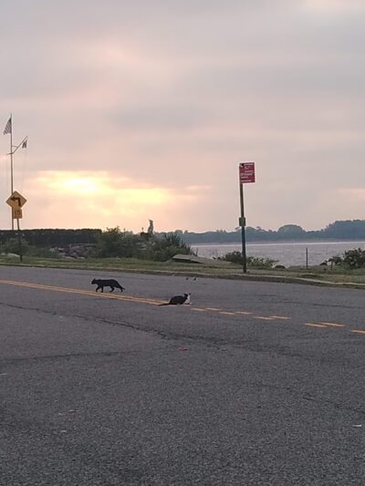 Blueberry Park - Staten Island, NY