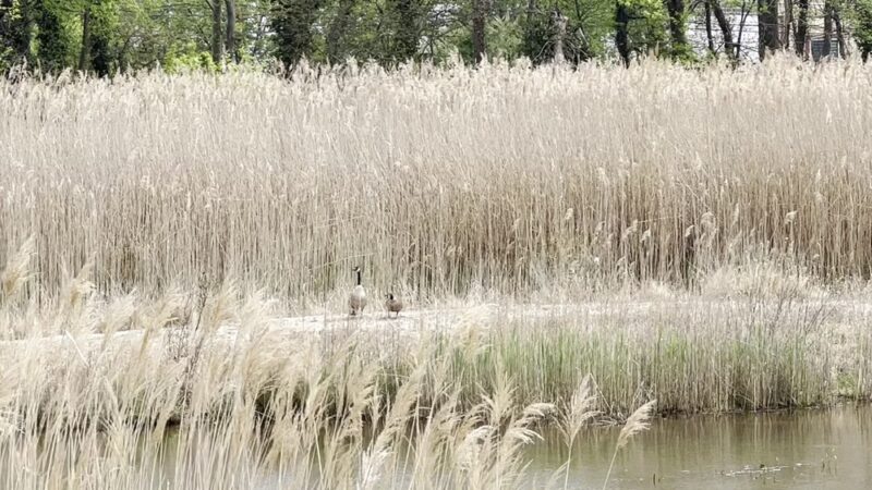 Brookfield Park - Staten Island, NY