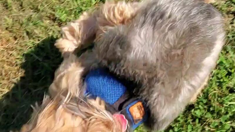 Father Macris Park - Staten Island, NY