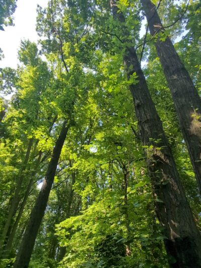 Ingram Woods - Staten Island, NY