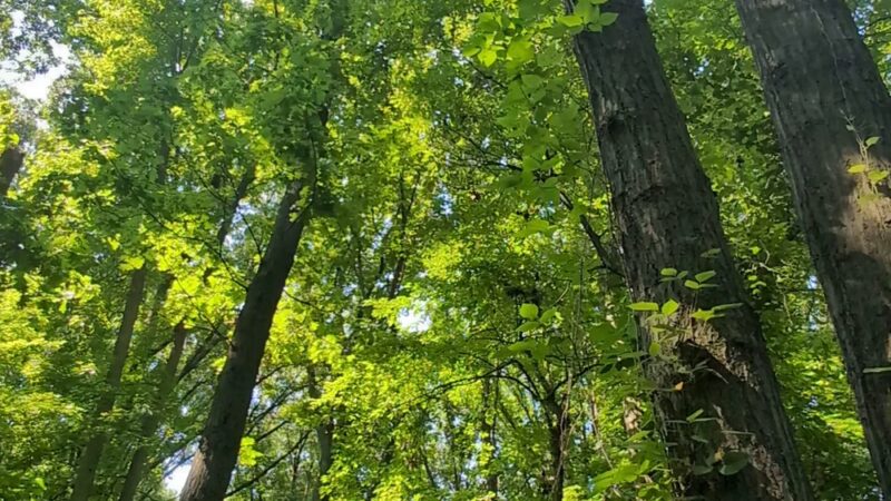 Ingram Woods - Staten Island, NY