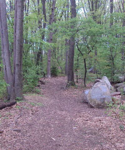 Ingram Woods - Staten Island, NY