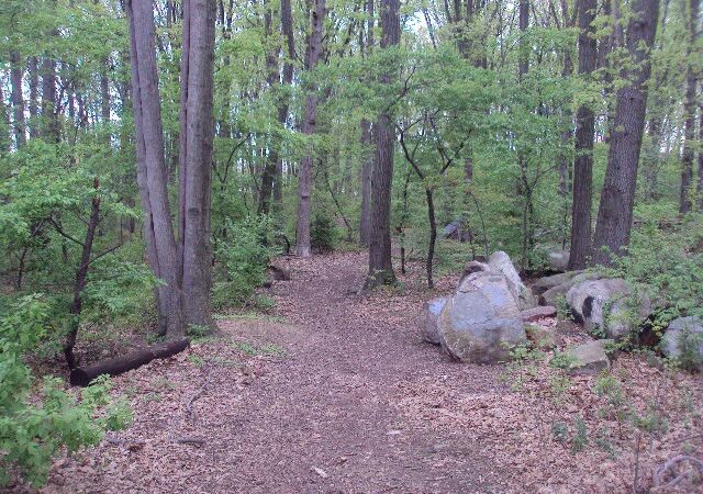 Ingram Woods - Staten Island, NY